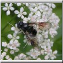 Pipiza noctiluca - Zweifleck-Waldrandschwebfliege w01.jpg